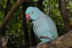 0734 Birdworld Kuranda